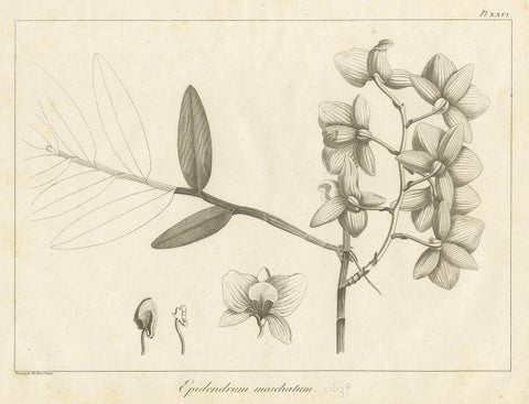 Antique Print of the Musky-Smelling Dendrobium by Symes '1800', view 3