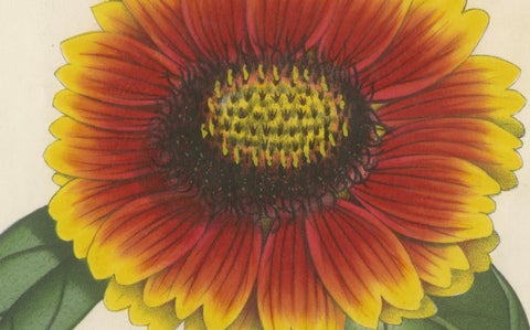 Botanical Illustration of Blanket Flower: Gaillardia Grandiflora, c.1855, close-up 3