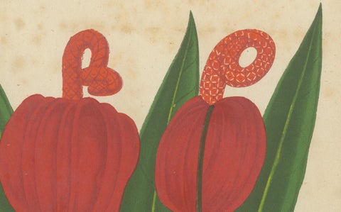Vibrant Botanical Lithographs: Flamingo Flower and Sturt's Desert Pea, c.1855, close-up 1