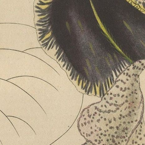 Antique Botanical Print of Aristolochia à Fleurs Labellées, 19th Century, close-up 6