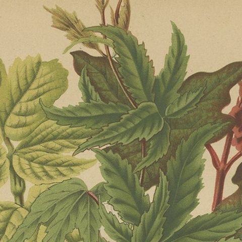 Antique Flower Print of the Acer Palmatum, 1879, close-up 2