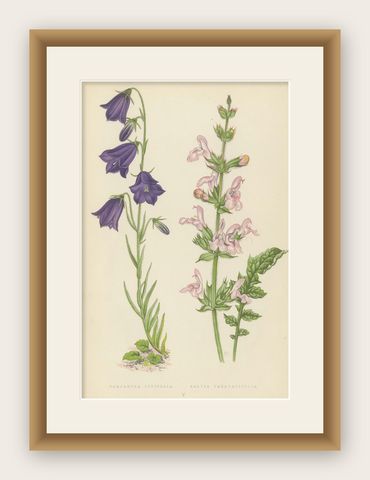 Blue Bellflower and Moroccan Sage, Hand-Coloured Botanical Print, 1874, shown framed