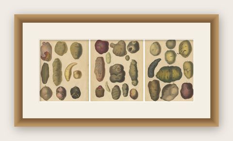 Antique Botanical Lithographs of Potatoes and Tubers, Calwer 1852, shown framed