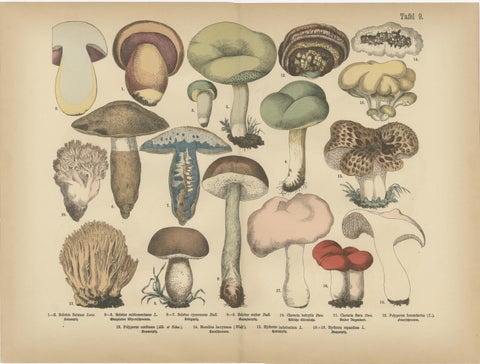 Parasol & Boletes Mushrooms, Antique Botanical Lithograph Set, 1885, view 3