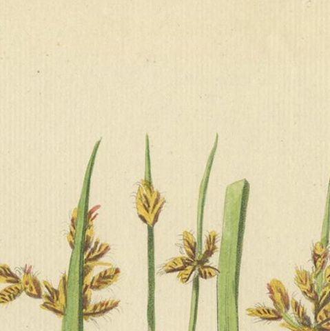 Antique Botany Print of Schoenoplectus Triqueter by Sepp, 1830, close-up 1