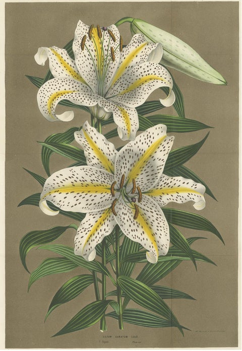 Antique Botany Print of the Lilium Auratum by Van Houtte, 'circa 1862', view 2