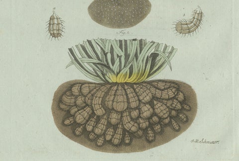 Original Antique Botanical Print of Tiger Nut by Bertuch, 1800, close-up 4