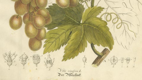 Antique Grape Botanical Engraving, Vitis Vinifera, Hand Colored, c.1831, close-up 3