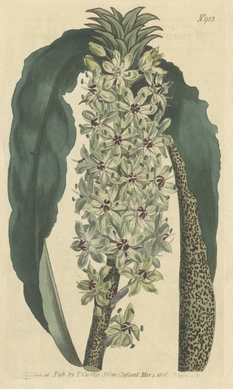 Antique Print of the Pineapple Flower or Pineapple Lily or Wine Eucomis, 1806, close-up 1