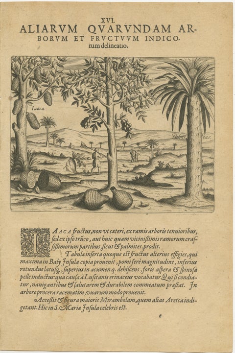 Tropical Abundance: The Jackfruit and Palm Trees in De Bry's 1601 Engraving, view 2