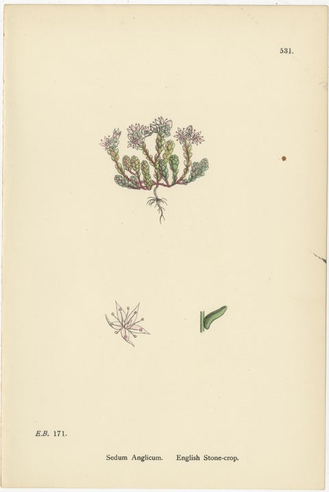 Botanical Engravings of Thick-Leaved, English, and Biting Stone-Crops, 1902, view 3
