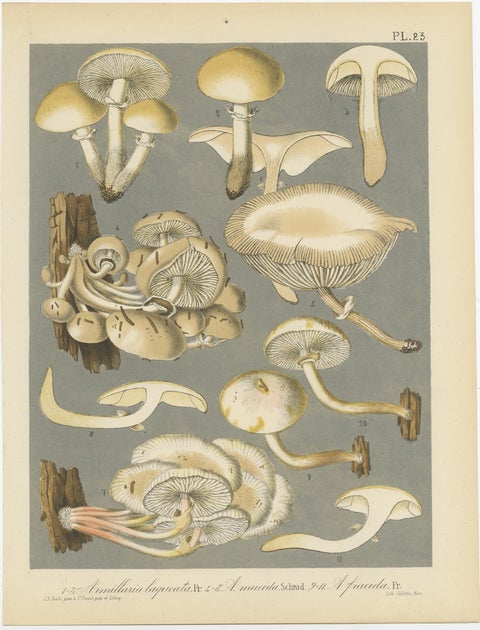 Set of 6 Antique Mycology Prints of Various Fungi by Barla, circa 1890, view 5