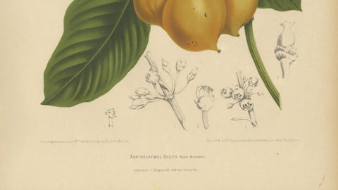 Original Antique Botanical Chromolithograph of False Mangosteen, c.1880, close-up 4
