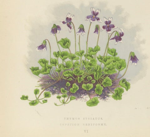 Striped Thyme and Kidneywort Violet, Hand-Coloured Botanical Print, 1874, close-up 4