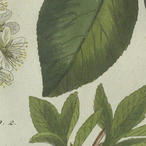 Botanical Study of Plum and Cherry Blossoms and Fruits, Hand-Coloured in 1805, close-up 5