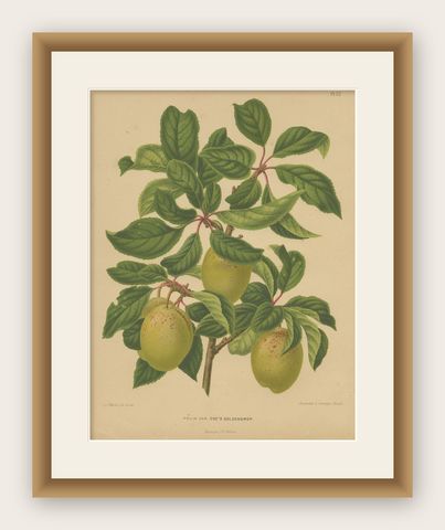 Antique Hand-Colored Flower Print of the Coe's Golden Drup Plum, 1879, shown framed