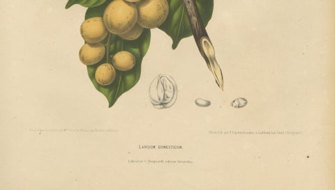 Original Antique Botanical Chromolithograph of the Asian Fruit Langsat, c.1880, close-up 4