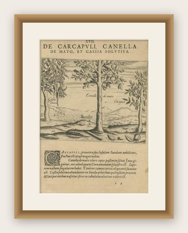 Spices of the Tropics: Cinnamon and Cassia in De Bry's 1601 Illustration, shown framed