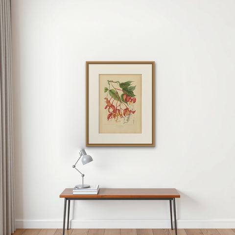 Original Antique Botanical Chromolithograph of Pride of Burma, c. 1880, shown framed on a wall, true to size