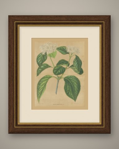 Viburnum Macrophyllum, Flowering Branch on Buff Ground, 1859, shown framed