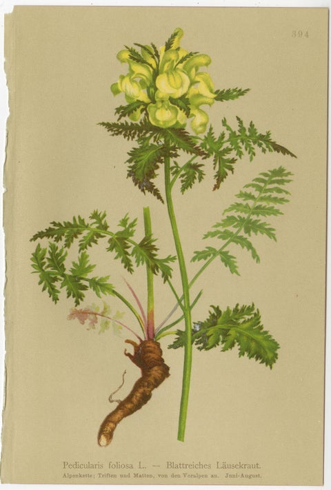 Antique Alpine Botanical Chromolithographs, Set of 4 Small Prints, Germany 1897, view 2
