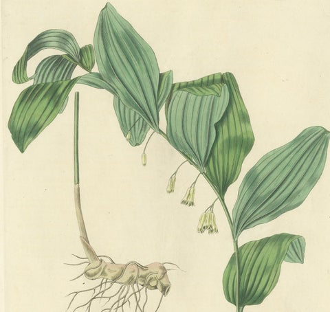Antique Botany Print of the Common Solomon's-Seal by Curtis, 'circa 1817', view 3