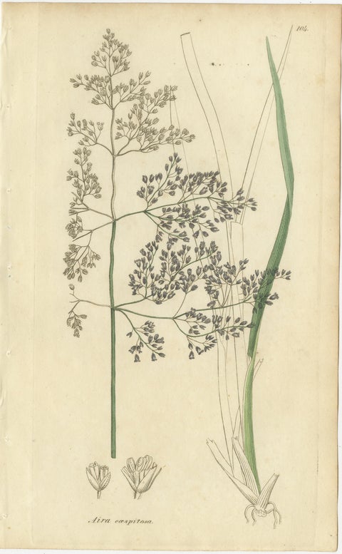 Eight Antique Botanical Engravings of Agrostis, Panicum & Setaria Grasses, 1830, view 9