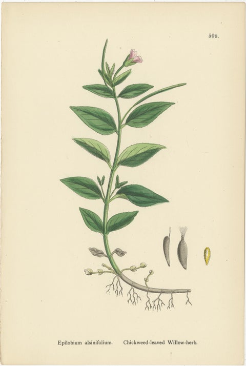 Hand-Colored Botanical Engravings of Marsh and Square-Stalked Willow-Herbs, 1902, view 4