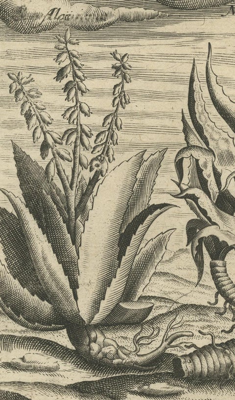 New World Flora: Aloe, Maguey, and Mexican Plants in De Bry's 1601 Work, close-up 2