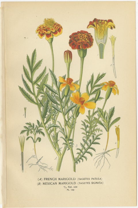 Botanical Prints: French Marigold, African Marigold & Gaillardia Pulchella, 1897, view 2