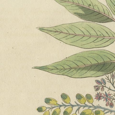 Poison Ivy and Poison Sumac, Antique Bertuch Print, circa 1805, close-up 6