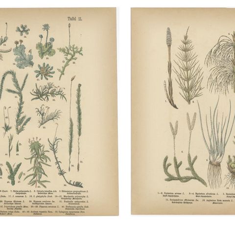 Antique Botanical Atlas Plates, Hand-Colored Wood Engravings, 1885, close-up 1