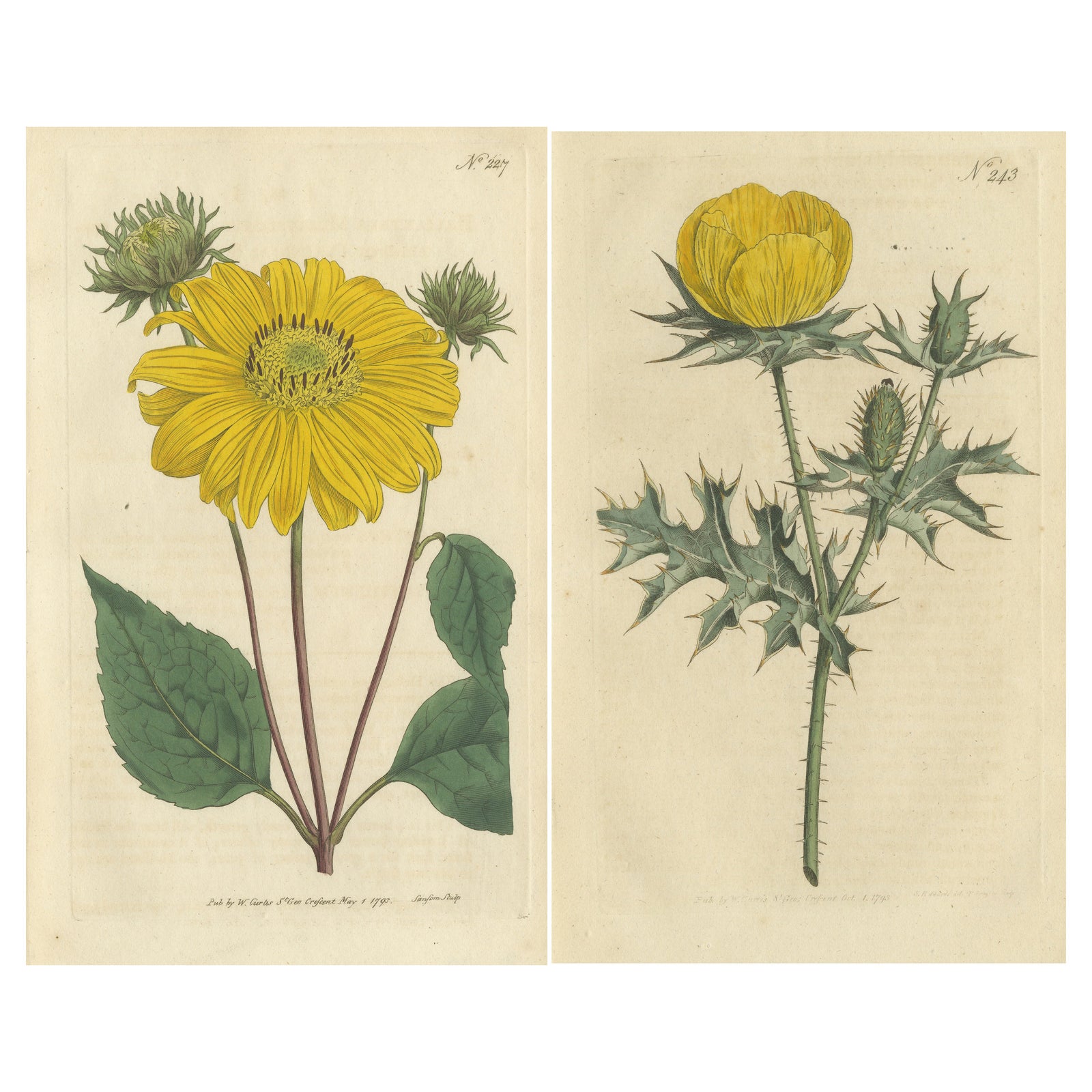 Set of 2 Antique Botany Prints, Prickly Poppy, Perennial Sunflower
