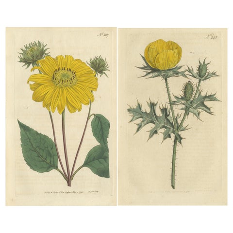 Set of 2 Antique Botany Prints, Prickly Poppy, Perennial Sunflower