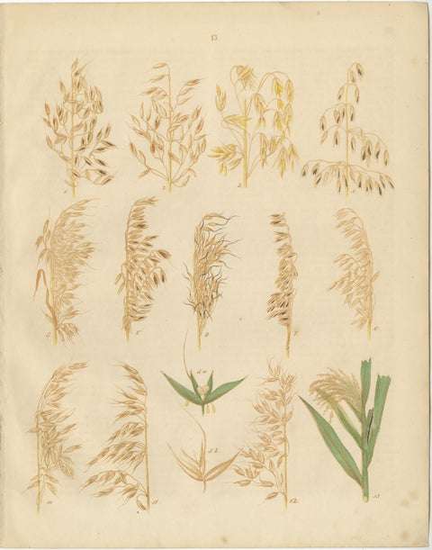 Antique Oats and Wild Grasses Prints, Botanical Lithographs, 1852, view 2