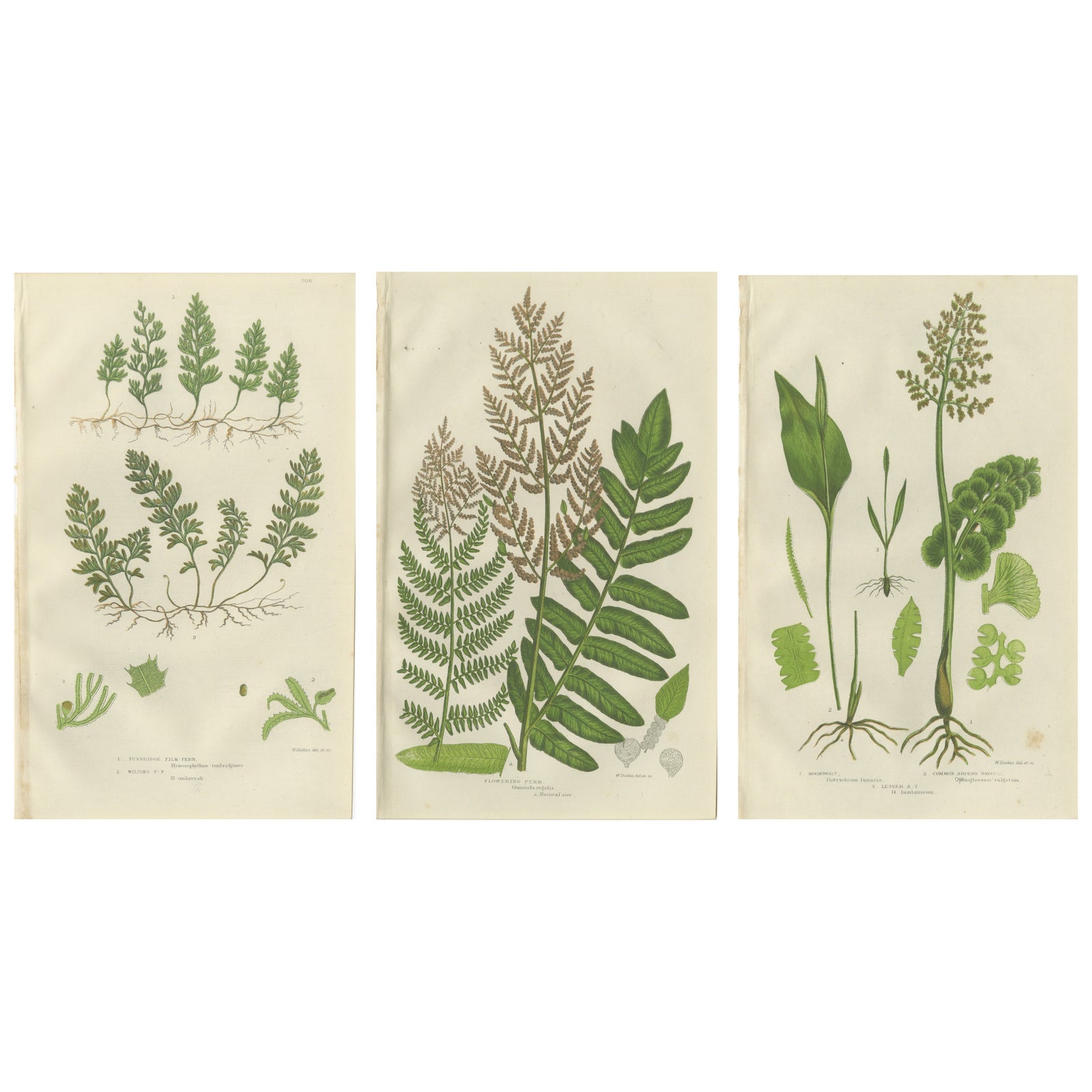 Interrupted Club Moss, Marsh Club Moss and Alpine Club Moss, Botanicals of 1873
