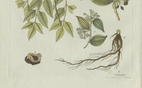 Original Antique Botanical Print of Licorice and Carob by Bertuch, 1805, close-up 5