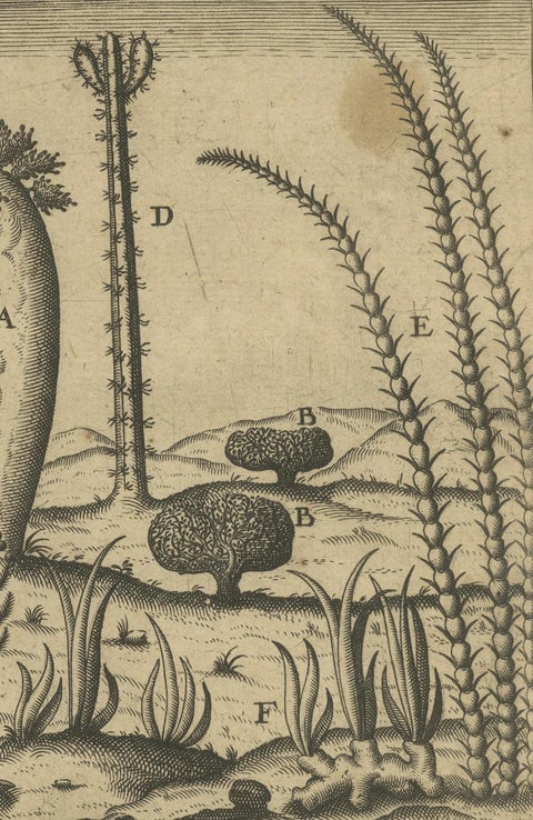 Botanical Illustration of Saint Lawrence's (Madagascar) Seeds and Plants, 1601, close-up 2