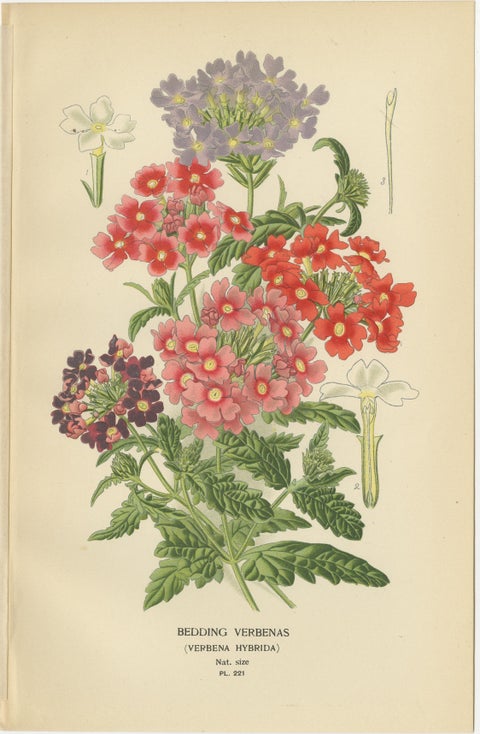 1897 Vibrant Botanical Prints, Libonia, Myoporum, Lantana, Vervain and Verbena, view 6