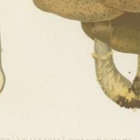 Antique Mycology Print of the Armillaria Mellea by Fries, c.1860, close-up 2