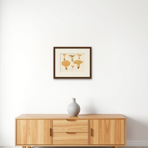 Antique Mycology Print of Lactarius Deliciosus by E.M. Fries, circa 1860, shown framed on a wall, true to size