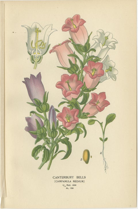 1897 Antique Botanical Prints, Cornflower, Immortelle, Canterbury Bells, view 5