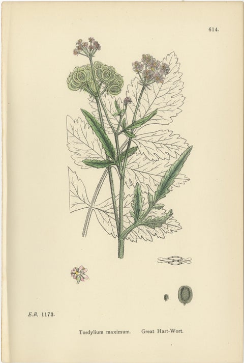 Elegant British Botanical Trio, Hand-Colored Wild Carrot Prints, England 1902, view 2