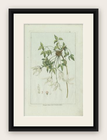 Antique Botany Print of a Clematis Species by Buchoz, circa 1785, shown framed