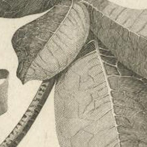 Antique Botany Print of The Barringtonia Plant by Cook, 1803, close-up 2