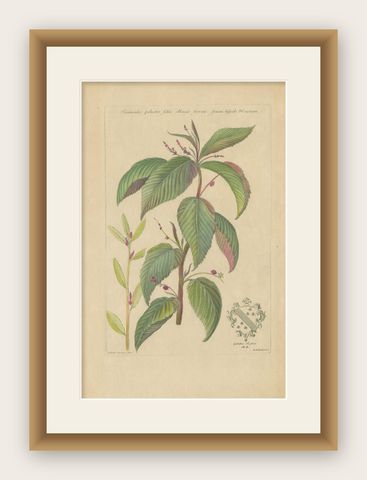 Antique Botany Print of a Caperonia Species, 'circa 1730', shown framed