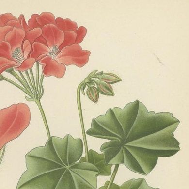 Heritage Blooms: A Triptych of Geranium Varietals, 1896, close-up 4