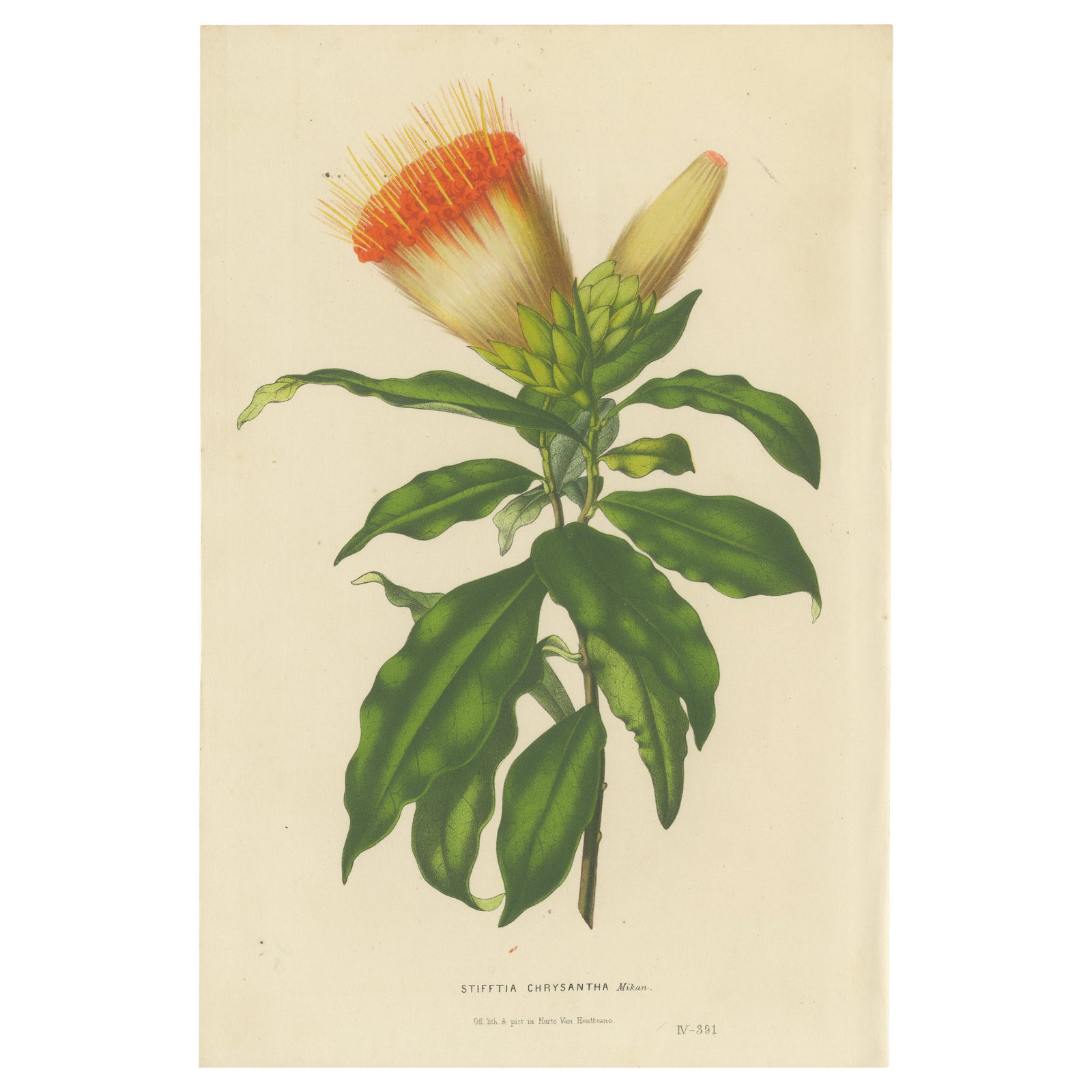 Golden Fleece: Old Vibrant Botanical Illustration from Van Houtte's Collection