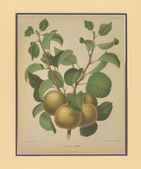 Golden Pear Cluster, Botanical Print, Dutch, ca. 1870 Chromolitho, close-up 4
