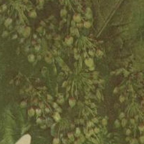 Antique Botany Print of Munk's Rhubarb by Palla, 1897, close-up 2